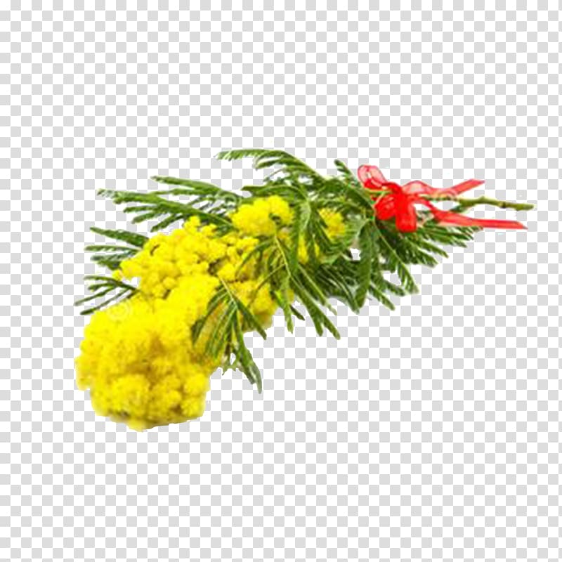 Acacia dealbata Flower, Mimosa flower bouquet transparent background PNG clipart