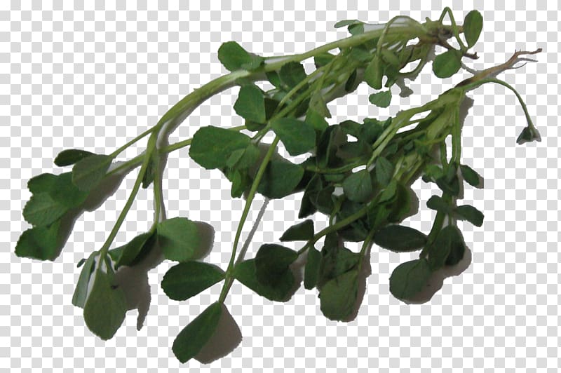 Leaf vegetable Herb Fenugreek Medicinal plants, Leaf transparent background PNG clipart