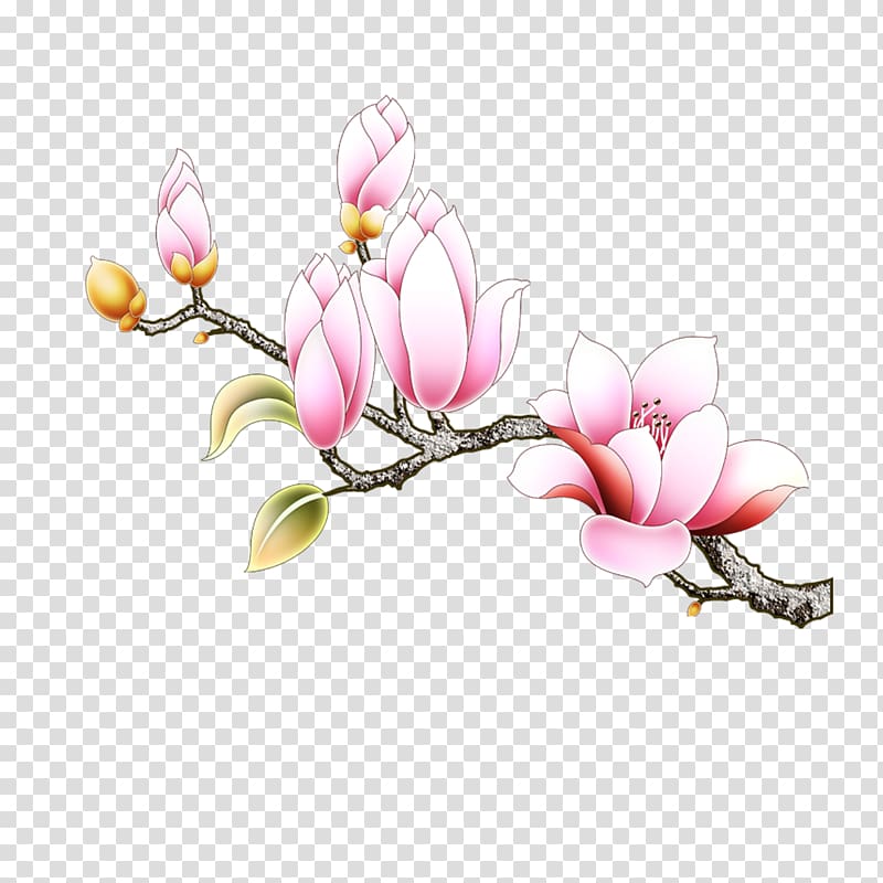 pink petaled flowers illustration, Southern magnolia Euclidean Magnolia denudata, Magnolia flowers transparent background PNG clipart