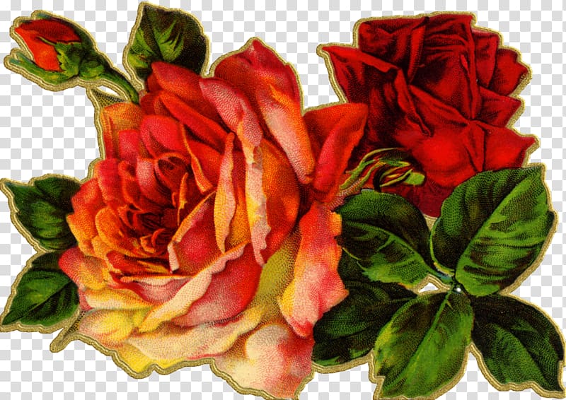 Vintage clothing Antique Flower , Watercolor roses transparent background PNG clipart