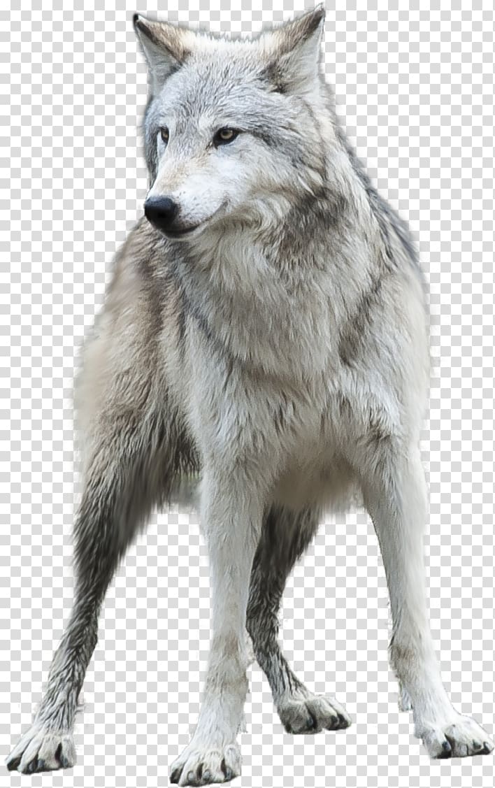 Arctic wolf Desktop , wolf transparent background PNG clipart