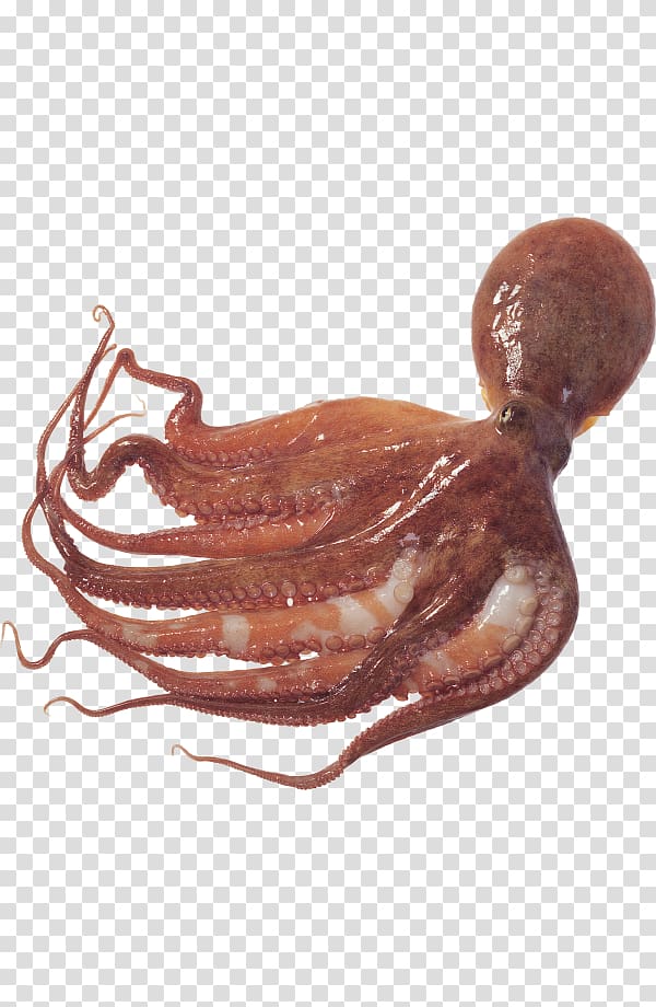 Giant Pacific octopus Squid as food Typical octopuses, CES transparent background PNG clipart