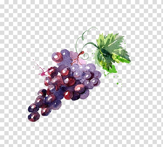 Grape Watercolor painting Drawing Illustration, Painted grape water transparent background PNG clipart