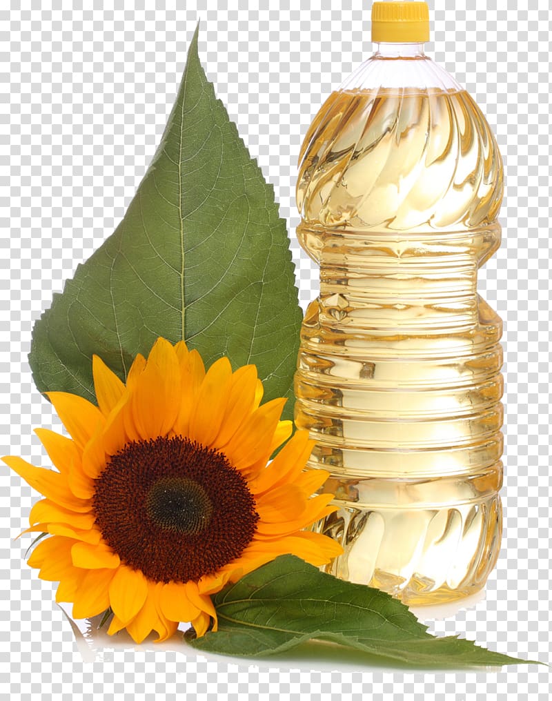 Common sunflower Sunflower oil Vegetable oil Sunflower seed, Sunflower oil transparent background PNG clipart