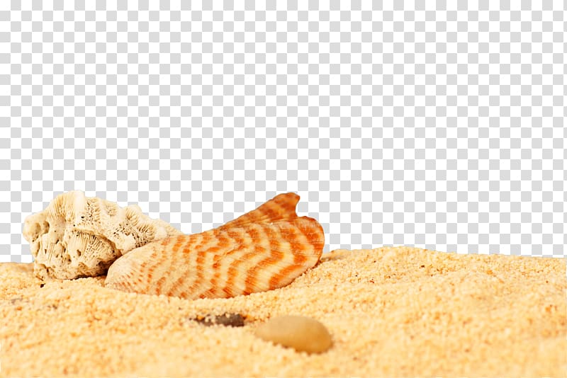Sand Seashell Desktop metaphor , Sand sand transparent background PNG clipart