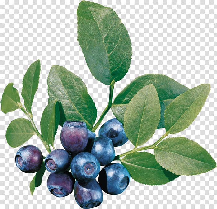 Blueberry Tea Bilberry , blueberry transparent background PNG clipart