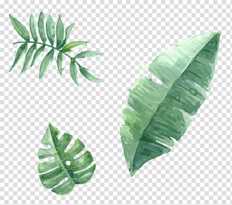 hand painted green leaves transparent background PNG clipart