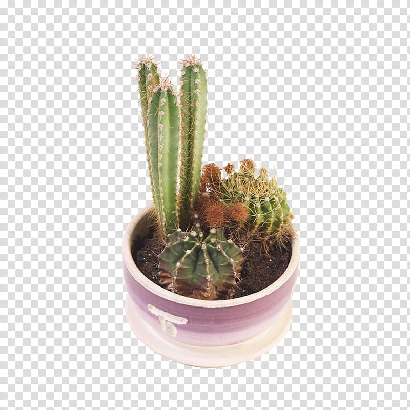 Cactaceae Succulent plant Flowerpot Stenocereus thurberi, Pink potted cactus transparent background PNG clipart