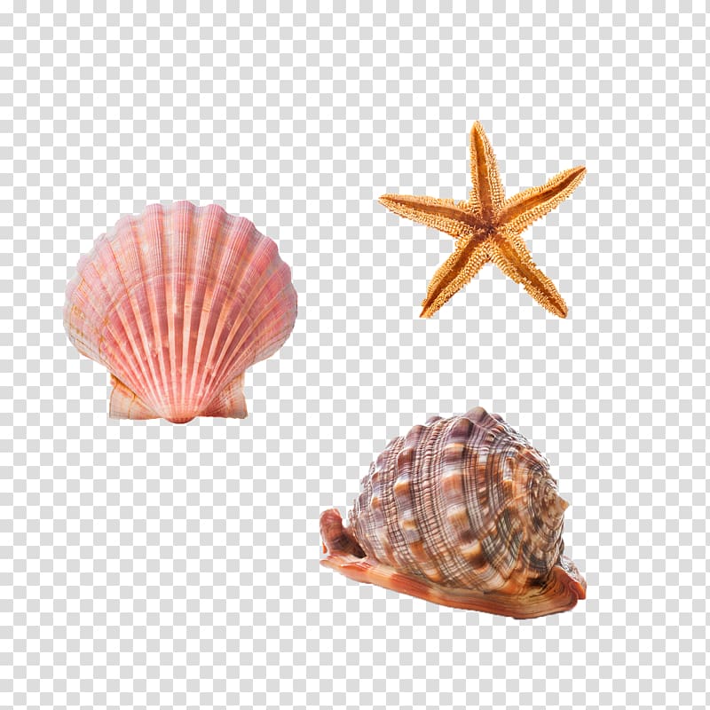 Cockle Seashell Conchology Starfish Sea snail, Free conch shells and starfish pull material transparent background PNG clipart