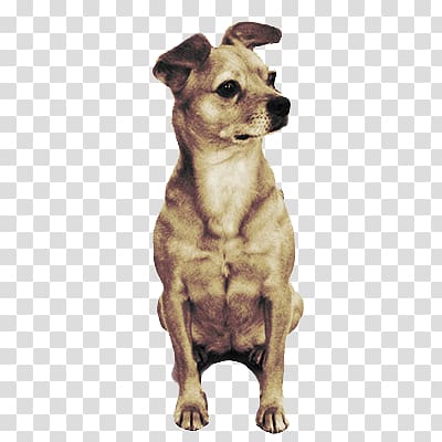 adult tan smooth Chihuahua sitting illustration, Cute Little Dog Looking Right transparent background PNG clipart