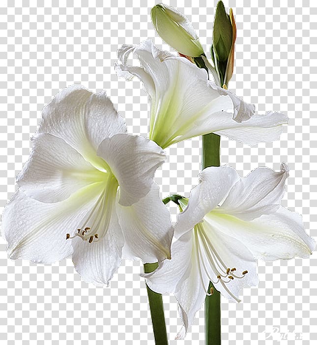 Condolences God Sympathy Grief Death, white lily transparent background PNG clipart
