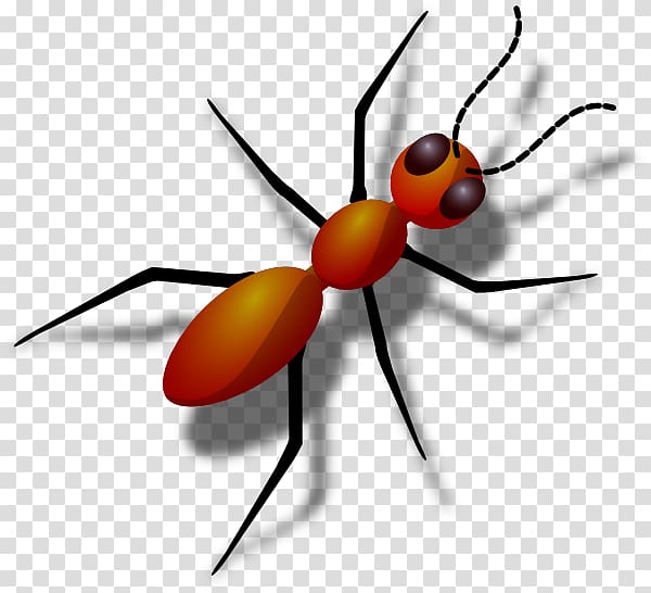 Ant , Ants transparent background PNG clipart