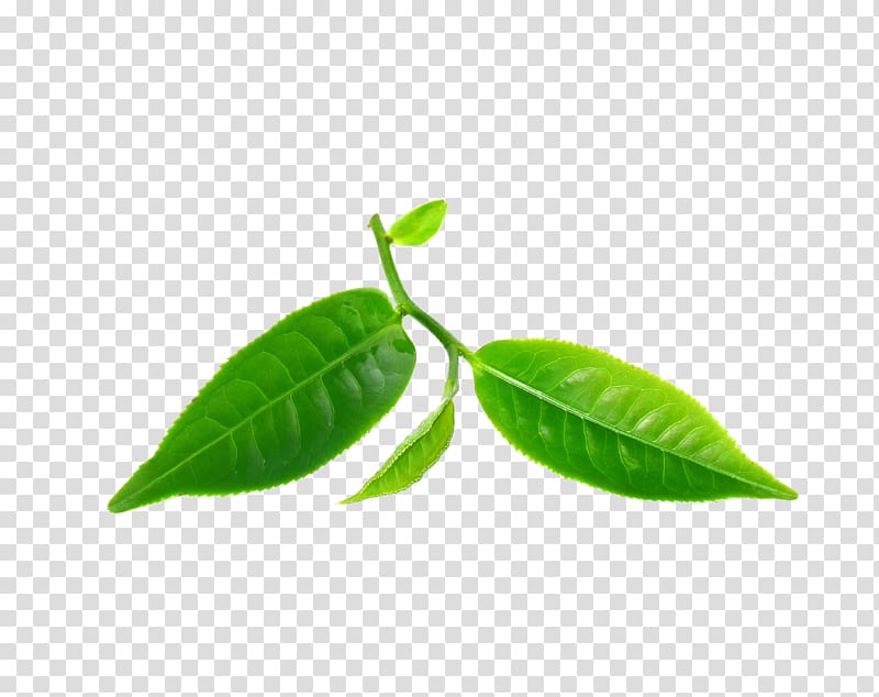 green leaves illustration, Leaf Tea tree oil Green tea Camellia sinensis Essential oil, camphor transparent background PNG clipart