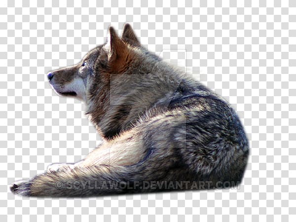 Gray wolf Scape, Smile. Dog transparent background PNG clipart