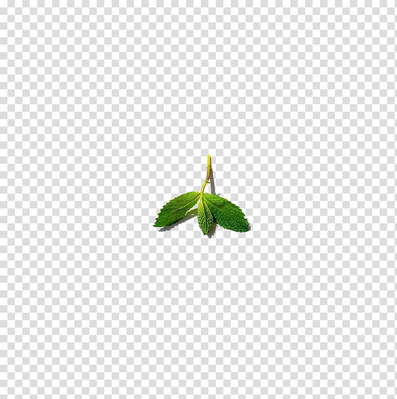 Green Leaf Pattern, Mint leaf transparent background PNG clipart