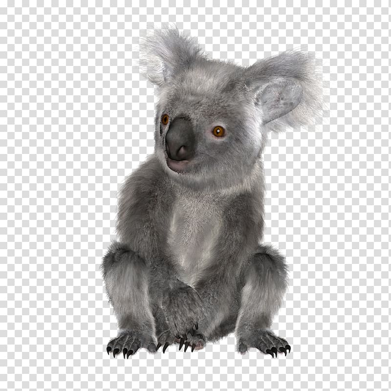 Osos Koala Australia Bear Squirrel, koala transparent background PNG clipart