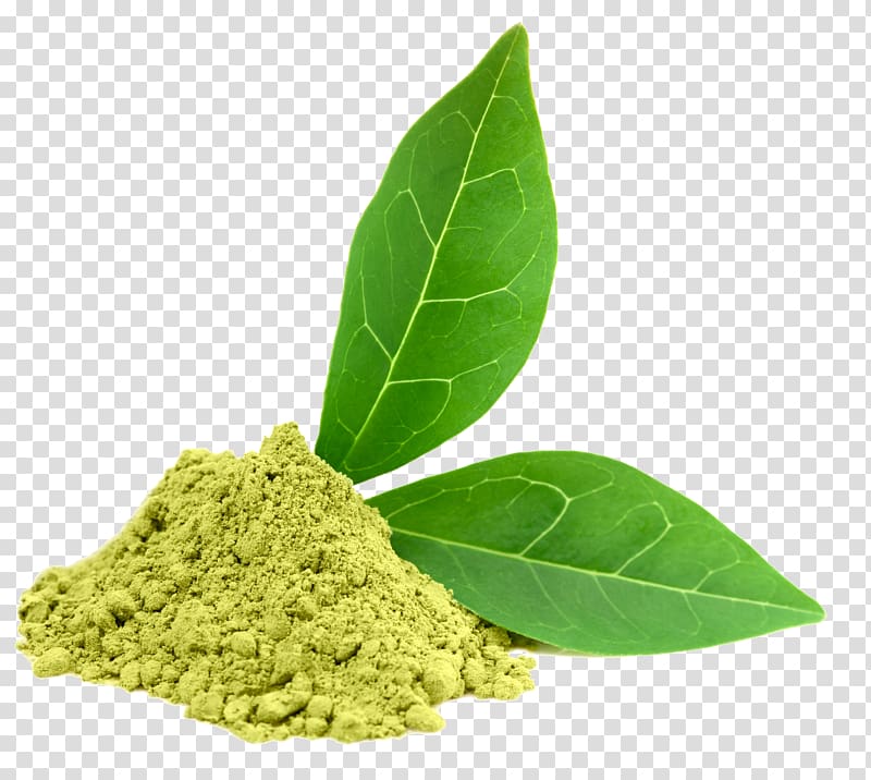 Green tea Dietary supplement Oolong Camellia sinensis, Green Tea transparent background PNG clipart