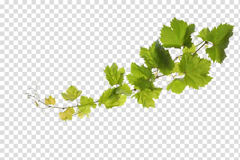 green leafed plant illustration, Common Grape Vine Sultana Grape leaves, grape transparent background PNG clipart