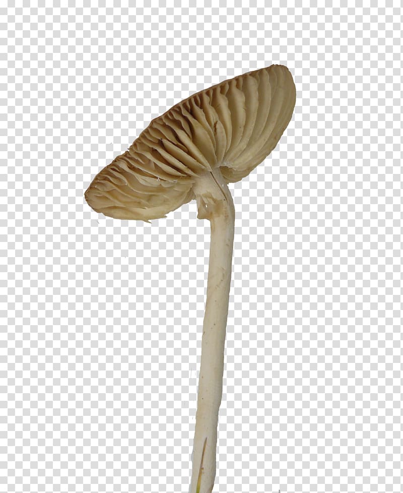 Umbrella Mushroom Fungus Euclidean , Tilted umbrella mushrooms transparent background PNG clipart
