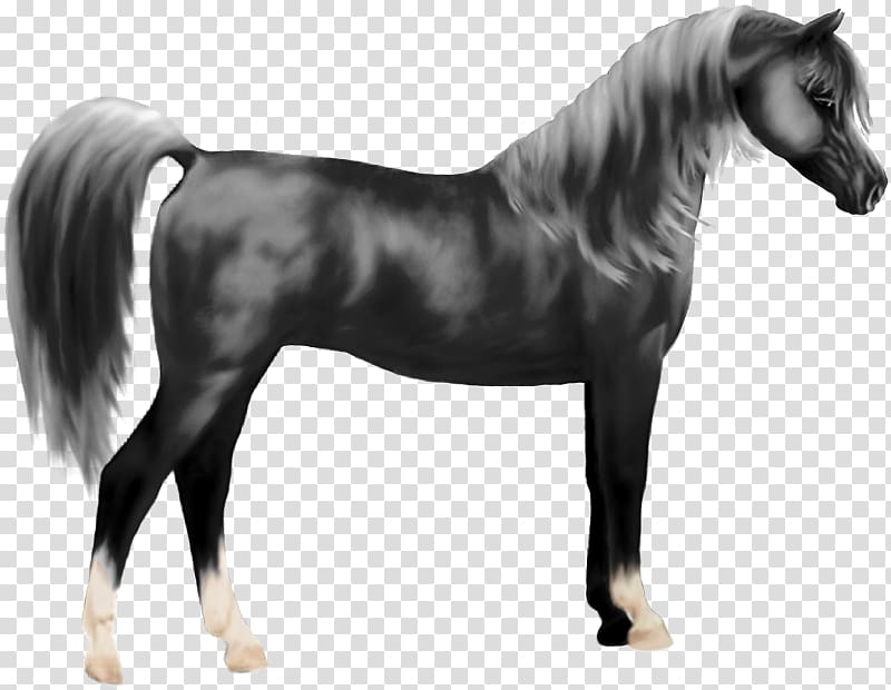 Mane Mustang Stallion Pony Halter, Arabian Horse transparent background PNG clipart