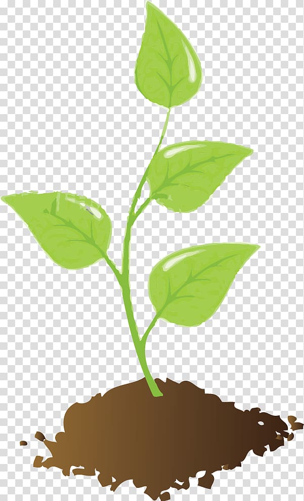 Plant and Soil Seedling , young transparent background PNG clipart