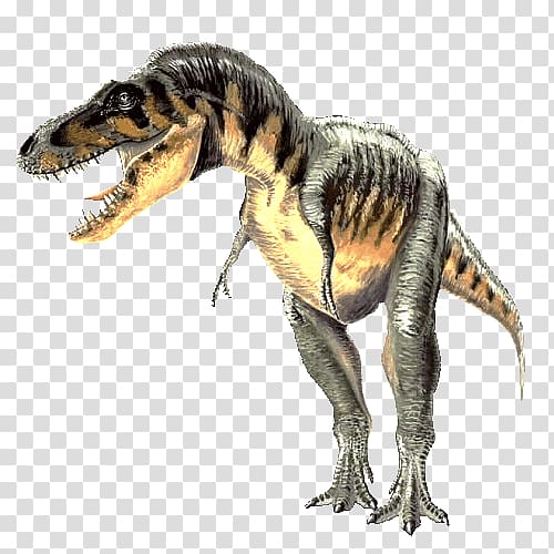 Carcharodontosaurus Tarbosaurus Spinosaurus Tyrannosaurus Gallimimus, dinosaur transparent background PNG clipart
