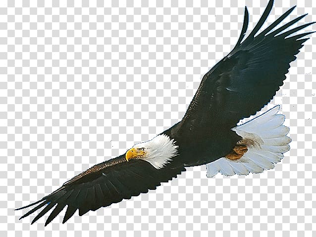 Bald Eagle Bird Norcross Elementary School Golden eagle, Bird transparent background PNG clipart