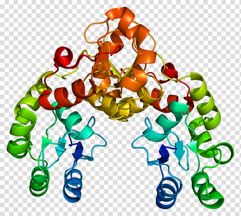 MDC1 ATM serine/threonine kinase Protein H2AFX MRN complex, others transparent background PNG clipart