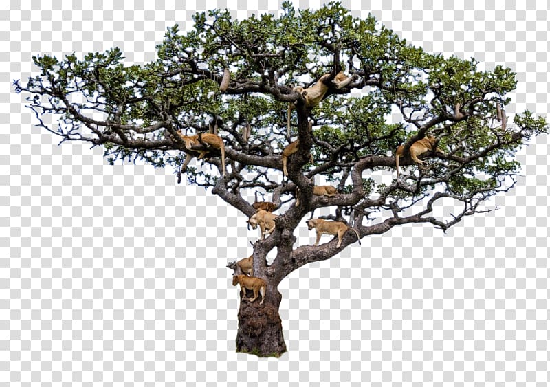 Lion Serengeti Tree climbing Leopard, pride of lions transparent background PNG clipart