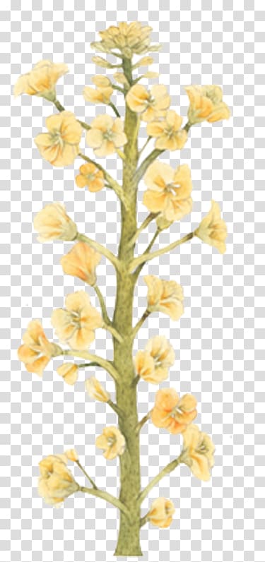 Canola u6cb9u83dc Rapeseed, Bouquet of yellow flowers transparent background PNG clipart