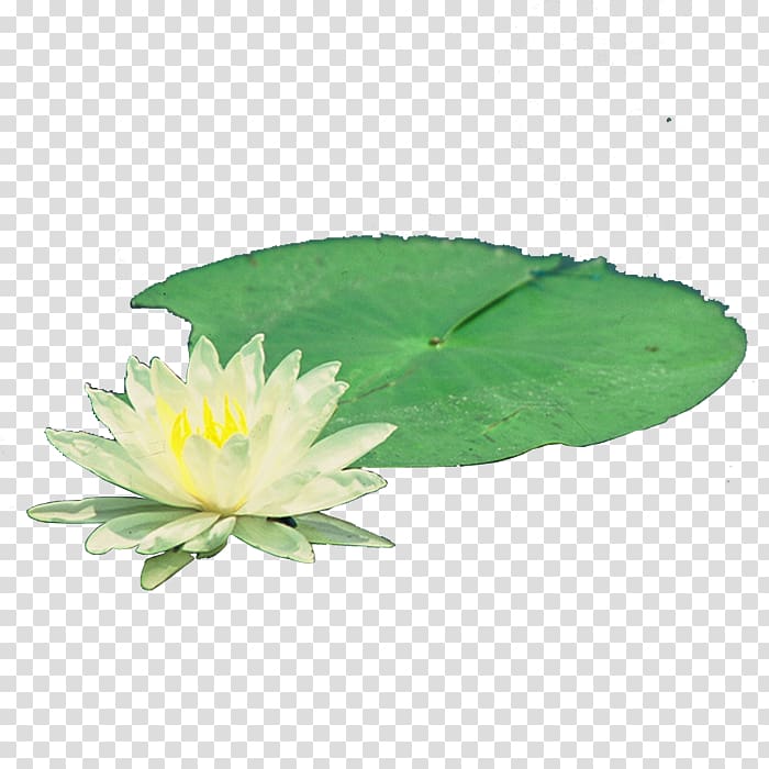 Nelumbo nucifera Pygmy water-lily Nymphaea alba, Water Lilies transparent background PNG clipart