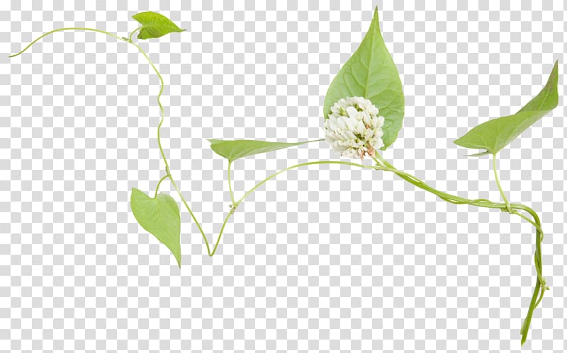 Leaf Green Twig Flower, Green leaves transparent background PNG clipart