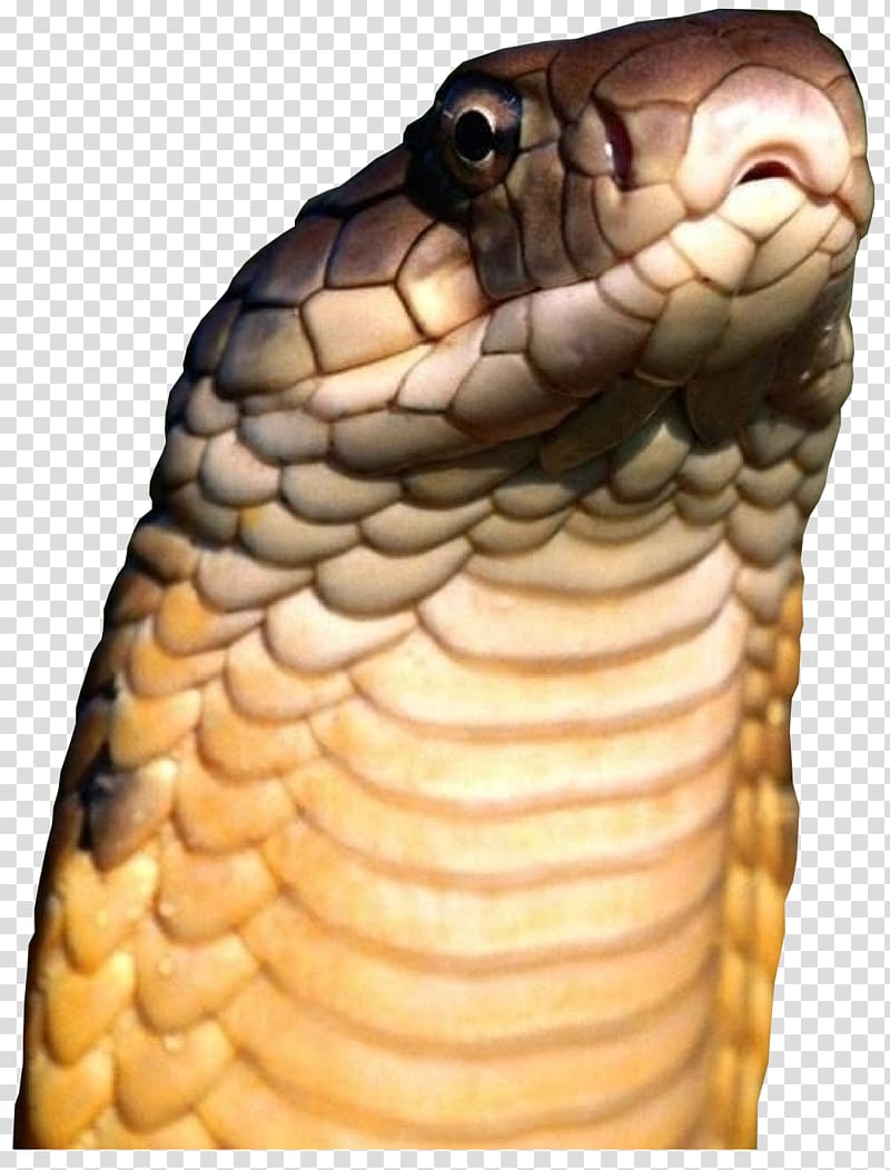 Venomous snake Reptile King cobra, snake transparent background PNG clipart