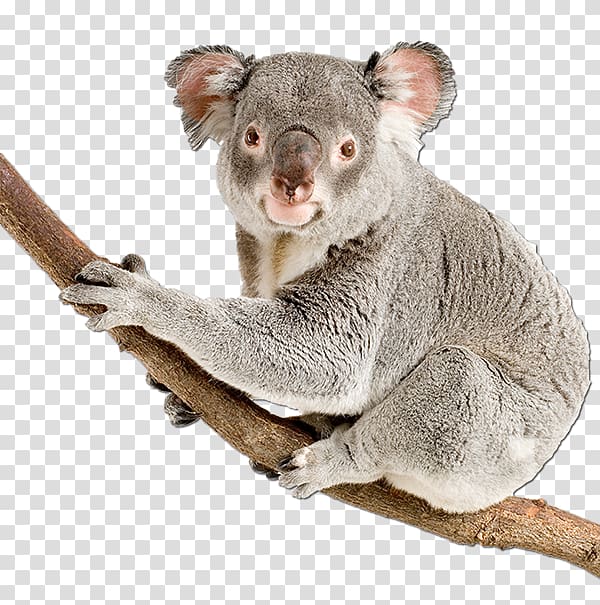 Koala Bear Australia , koala transparent background PNG clipart