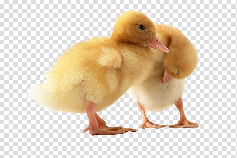 Duck American Pekin Domestic goose Chicken, duck transparent background PNG clipart