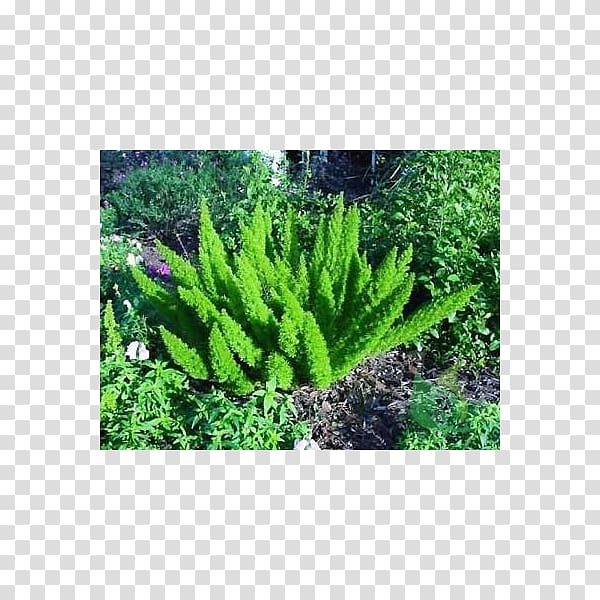 Sprenger\'s asparagus Common asparagus fern Asparagus densiflorus Foxtail, plant transparent background PNG clipart