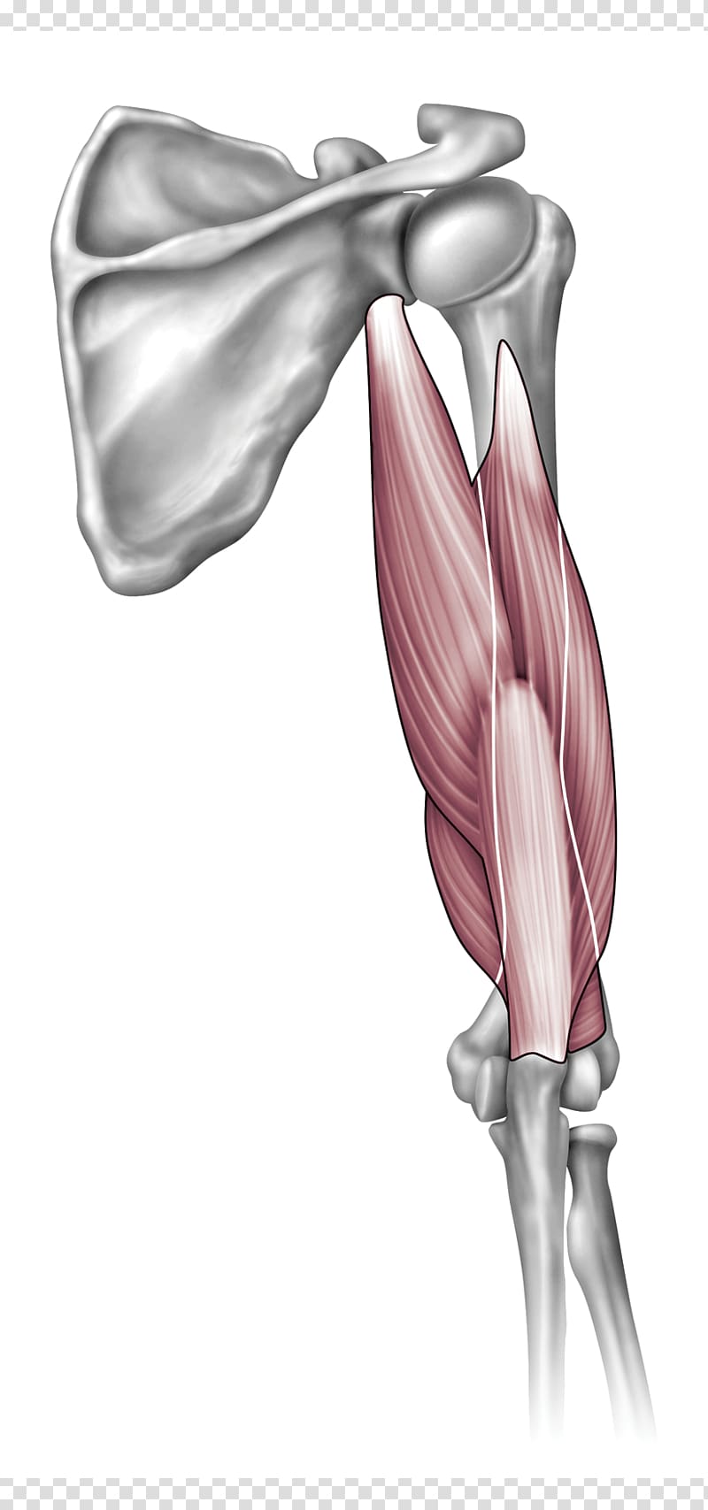 Shoulder Anatomy Arm Elbow Joint, arm transparent background PNG clipart