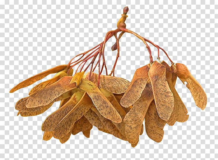 Commodity Tamarind, Tiglio transparent background PNG clipart