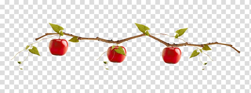 Apple, 3 red apples transparent background PNG clipart