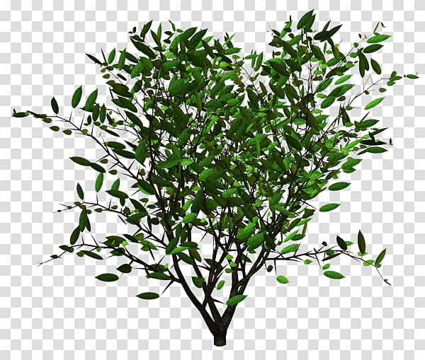 Shrub Plant Alkaloid treelet, hedge shrub transparent background PNG clipart