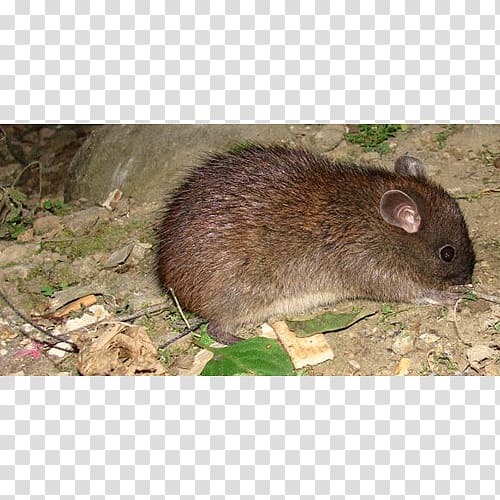 Mouse Ryukyu long-tailed giant rat Gerbil Rodent, mouse transparent background PNG clipart