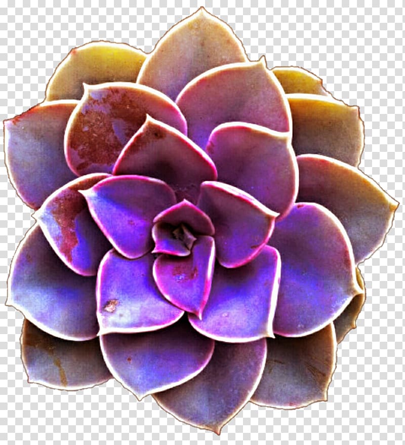 Succulent plant Purple Color , succulent transparent background PNG clipart