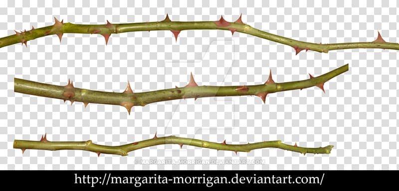 Thorns, spines, and prickles Plant stem Rose , rose transparent background PNG clipart