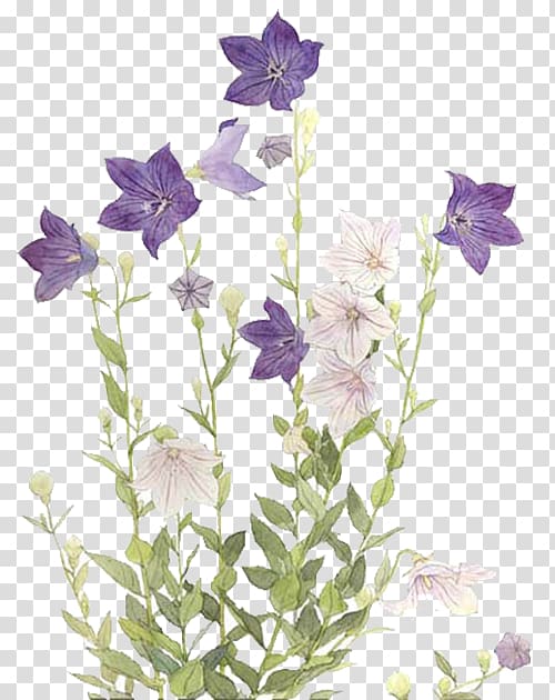Flower Purple Tulip Blue, Purple Star Flower transparent background PNG clipart