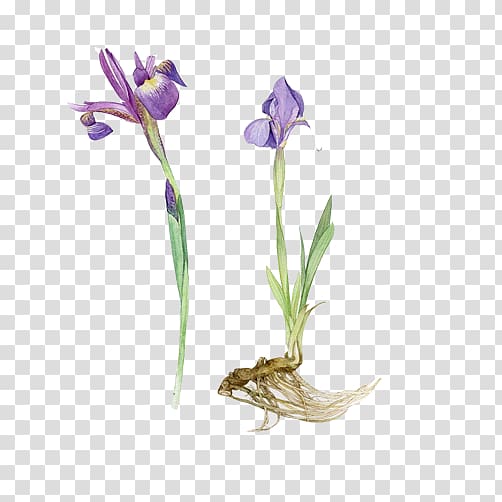 Flower Watercolor painting Botanical illustration Drawing, Purple daffodils transparent background PNG clipart