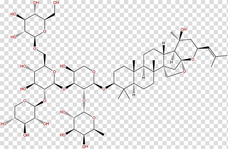 Ginsenoside Chinese herbology Saponin Panax zingiberensis Panax notoginseng, chengdu transparent background PNG clipart