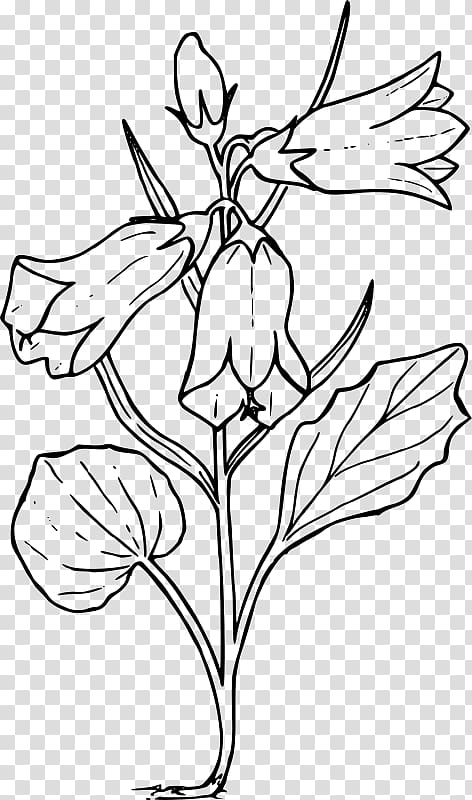 Harebell Drawing Bellflower family , Scetch transparent background PNG clipart