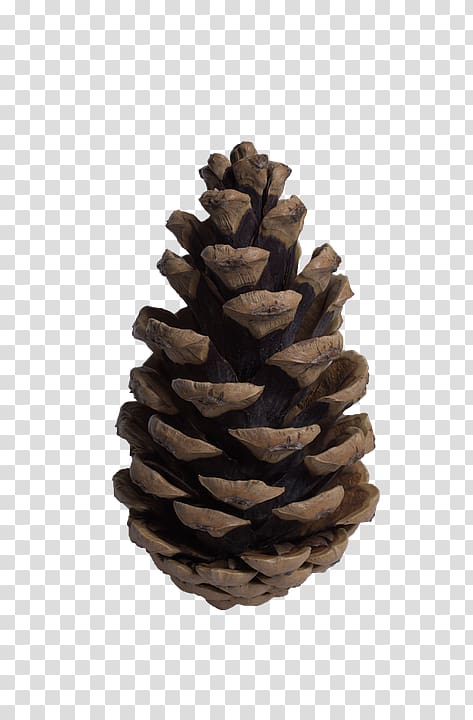 Pine Conifer cone Tree Fir, conehd transparent background PNG clipart