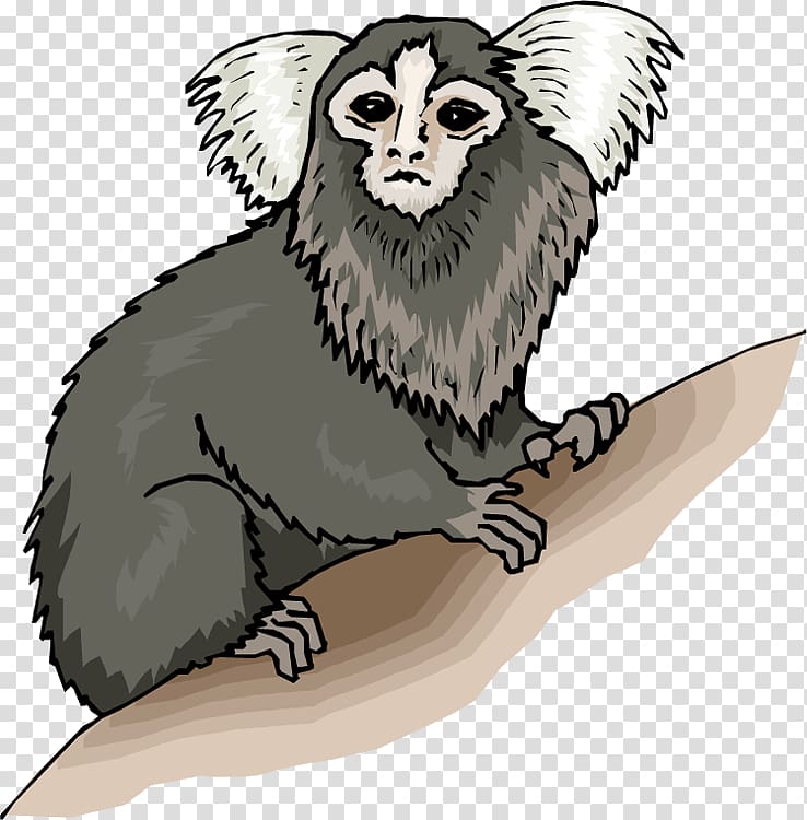 Monkey Pygmy marmoset , Clip On Nuts transparent background PNG clipart