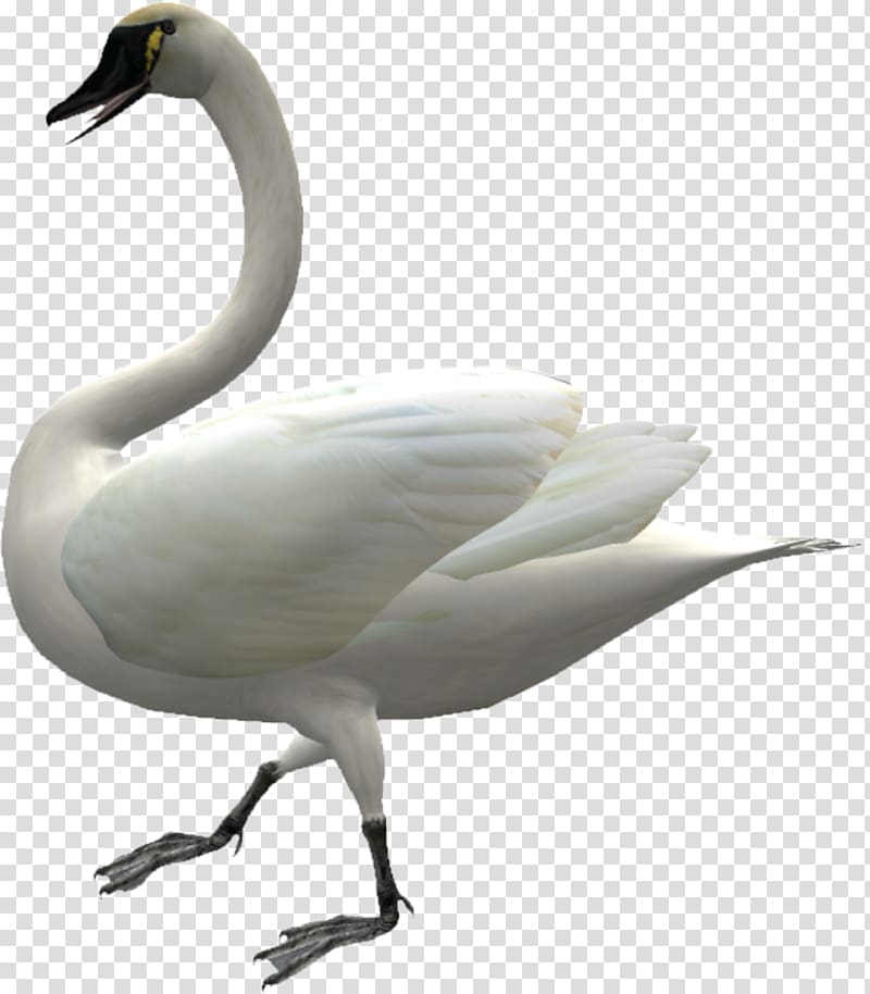Cygnini Domestic goose Duck, Walking Swan transparent background PNG clipart